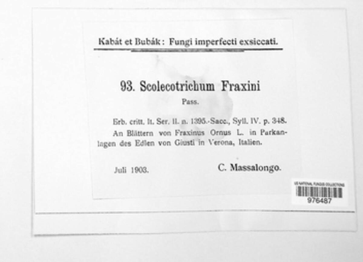 Scolicotrichum fraxini image